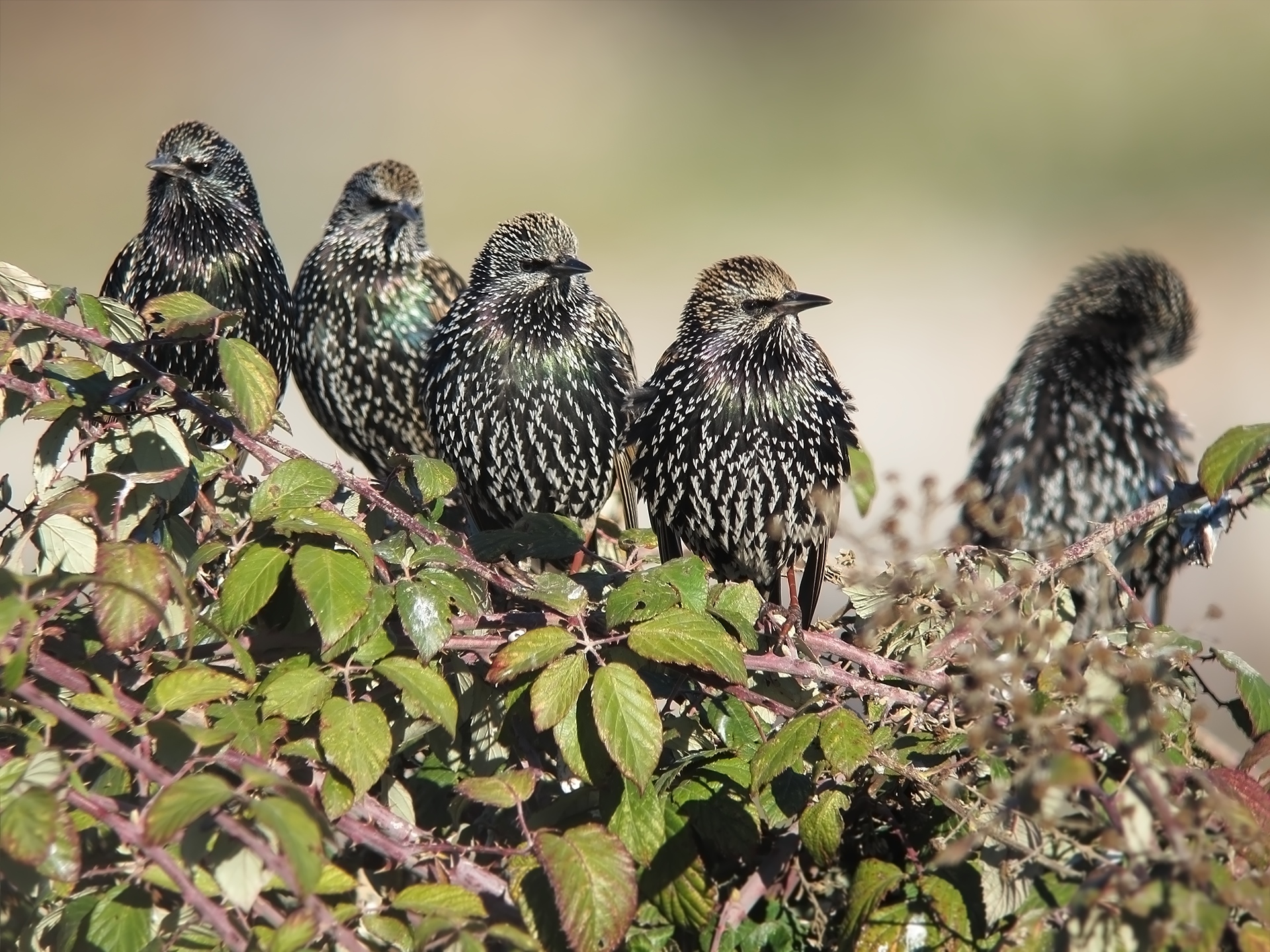 La migración otoñal de las aves desde la viña Un grupo de estorninos pintos, en una zarza (imagen de Ana Mínguez - @anacagur)