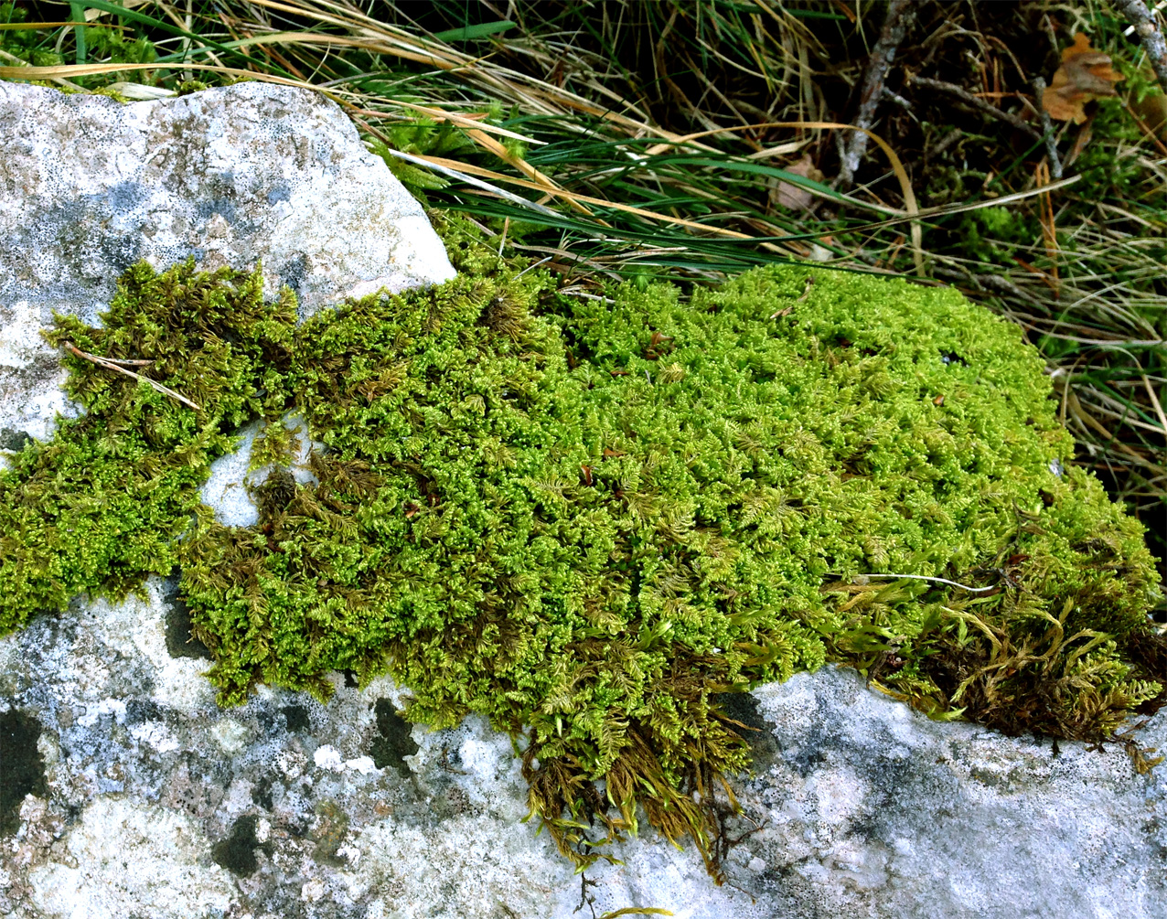 Navidad en el bosque: mucho más que adornos El musgo, una planta no vascular en el bosque, su hábitat natural. (Fotografía realizada por: Jose Luis Gallego)