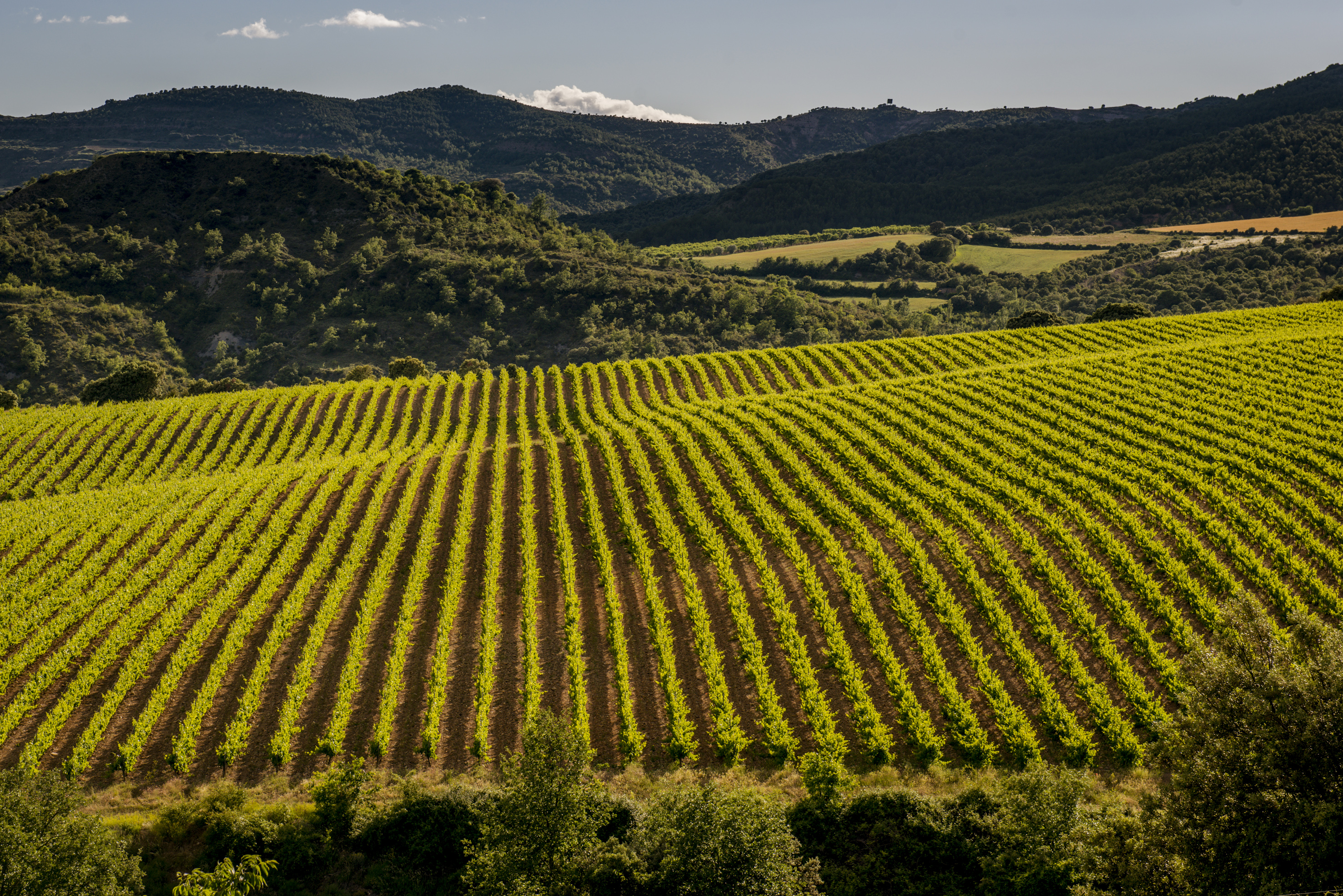 Viñedo en Tremp, propiedad de Familia Torres 