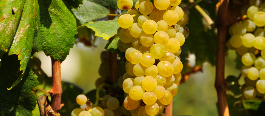 Uva chardonnay en la finca de Milmanda (DO Conca de Barberà)