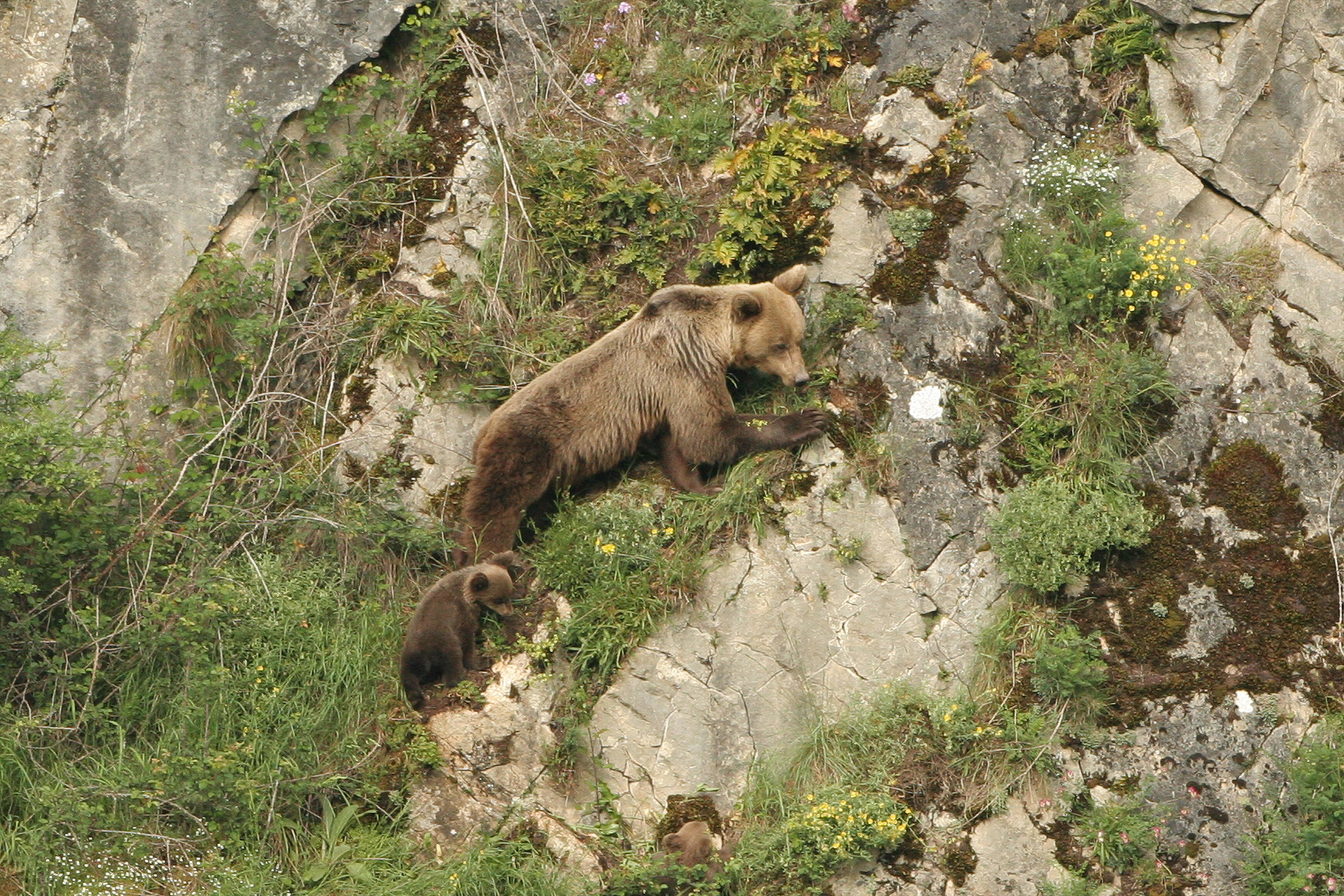 Oso cantábrica con crías. 