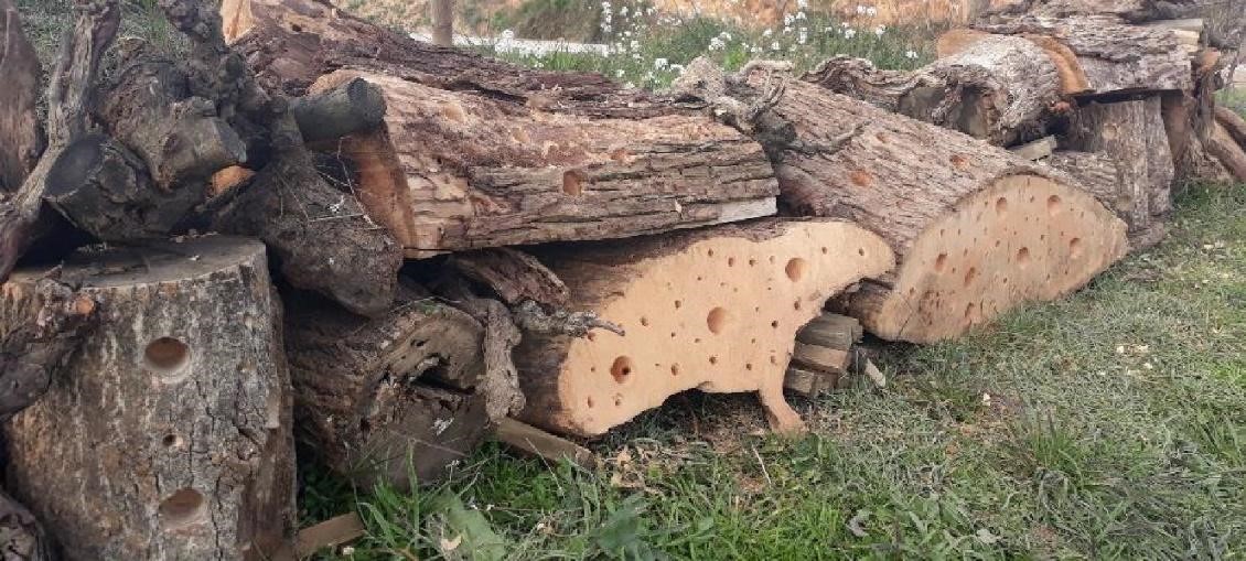 BIODIVERSIDAD EN LA VIÑA