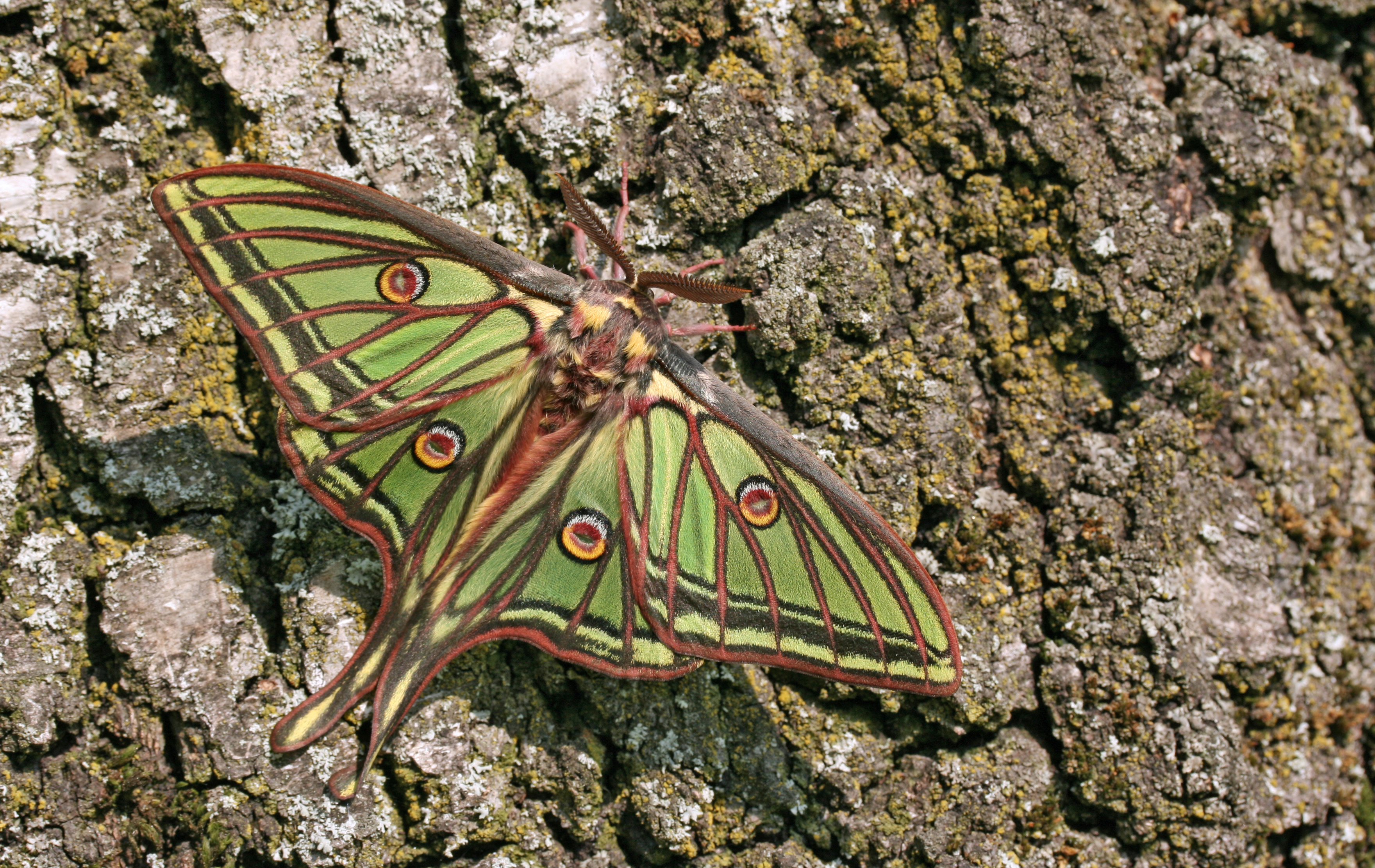 La mariposa de la luna española Ejemplar de la mariposa de la luna española, en un tronco de un árbol.