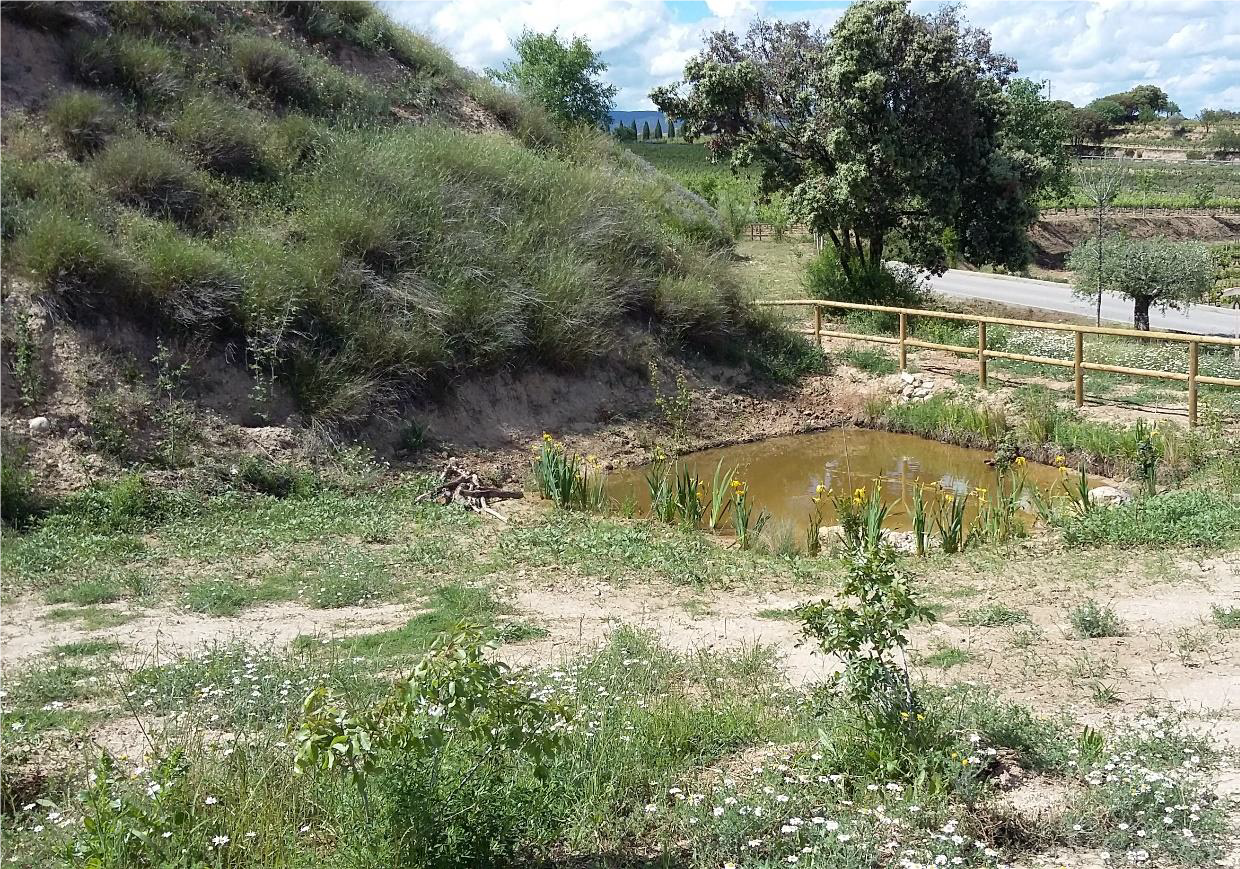 BIODIVERSIDAD EN EL VIÑEDO Balsa natural creada en Mas La Plana para atraer a aves acuáticas y anfibios.