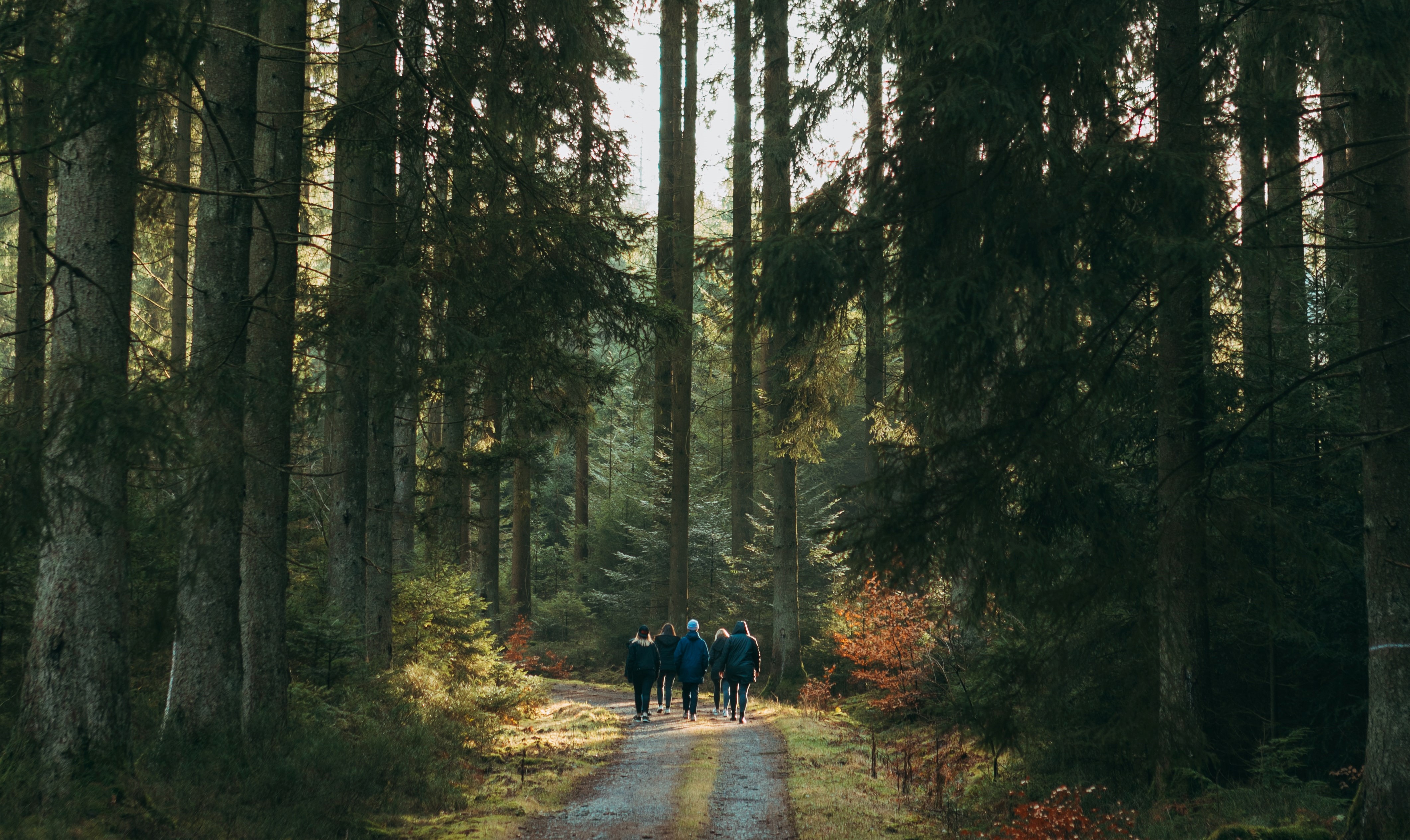 El excursionista responsable Grupo de escurcionistas, durante un paseo en el bosque otoñal