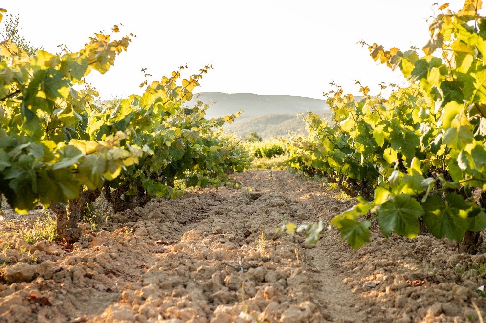 Suelos de tipo argilocalcáreo, con cepas viejas plantadas en vaso tradicional (DO Penedès).