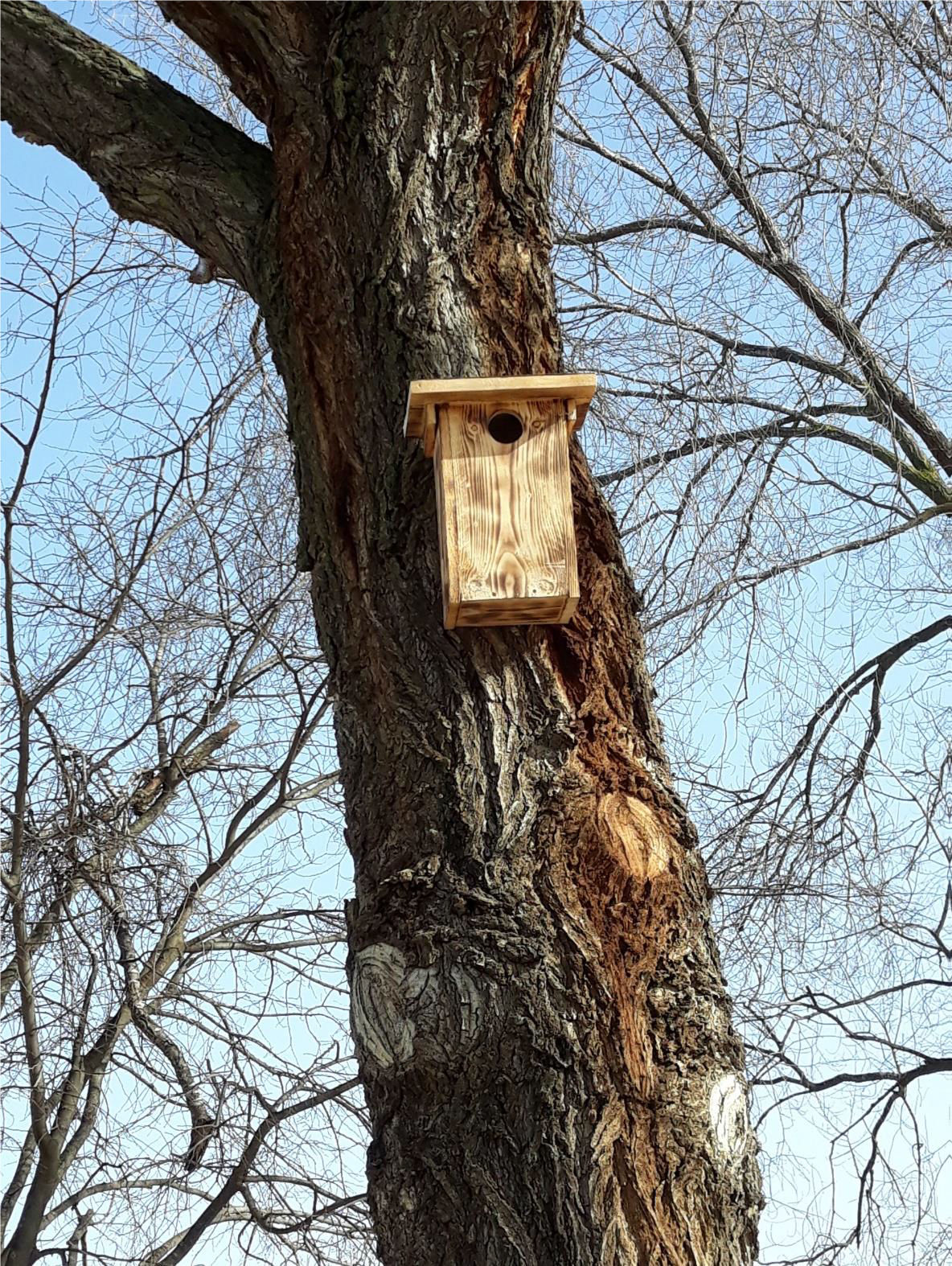 BIODIVERSIDAD EN EL VIÑEDO Caja nido instalada en la finca Purgatori, afectada en gran parte por ZEPA.