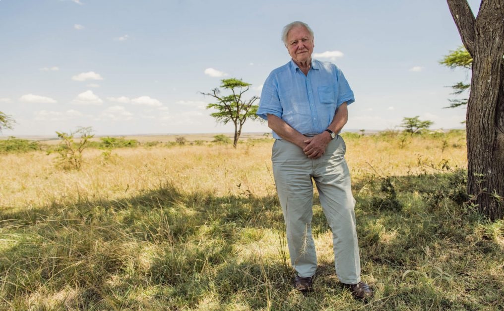 David Attenborough, el legado de un gran divulgador Sir David Attenborough, considerado uno de los pioneros en documentales sobre la naturaleza. © Conor McDonnell / WWF-UK