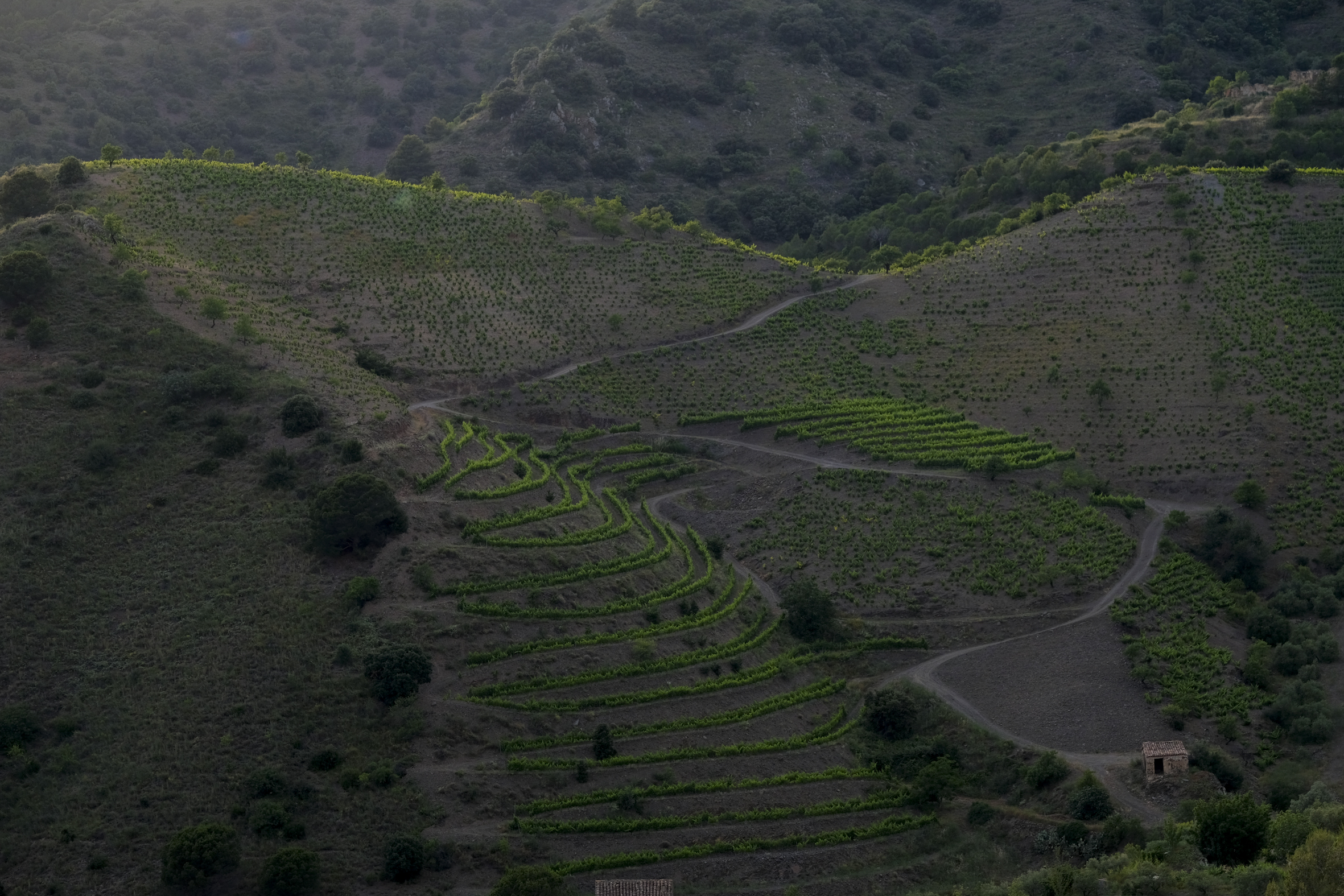 Viñedo Mas de la Rosa, propiedad de Familia Torres, en la localidad de Porrera (DOCa Priorat). 