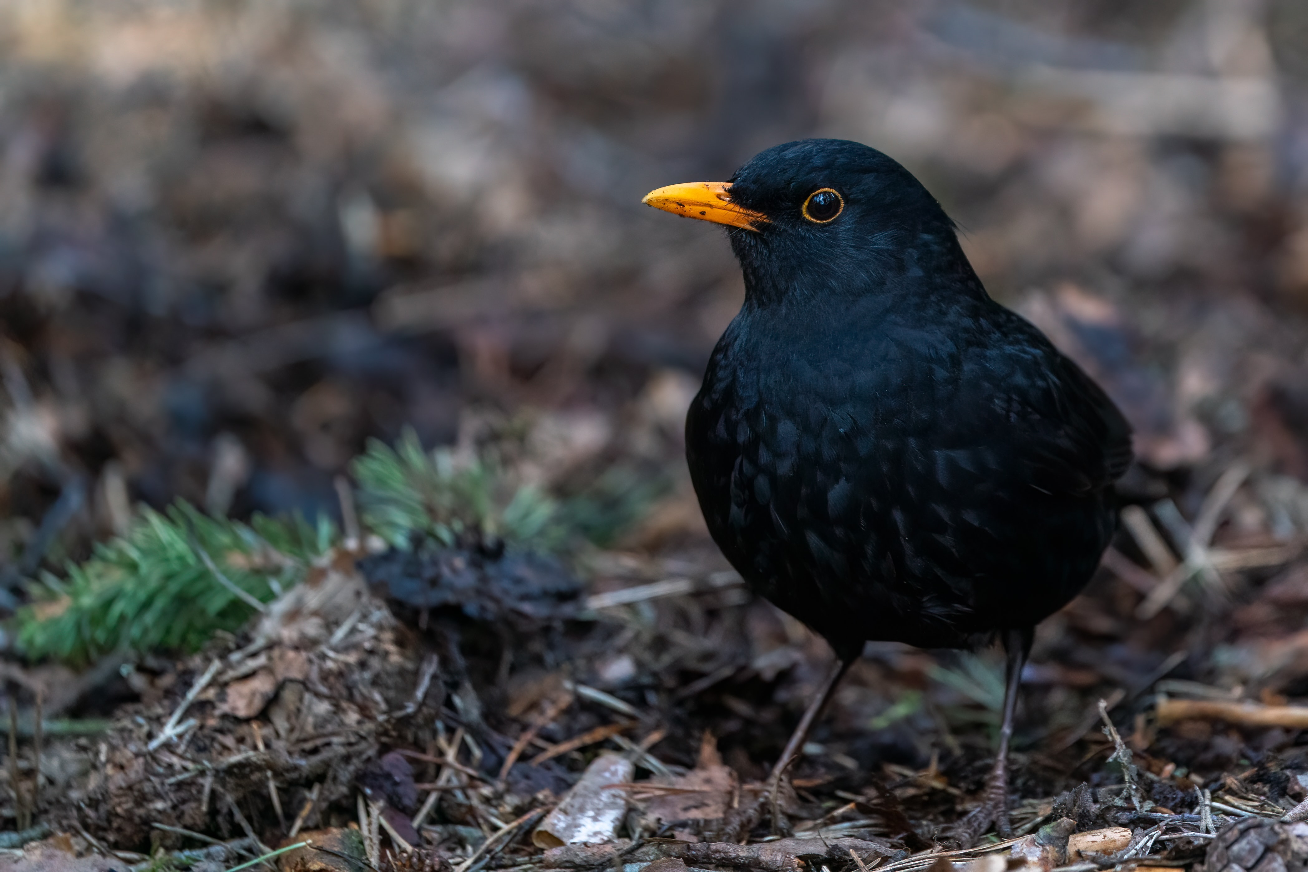El gran tenor de las viñas: el mirlo común Ejemplar de mirlo común en el suelo de un bosque