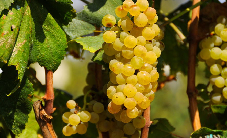LAS MIL CARAS DE LA CHARDONNAY Chardonnay
