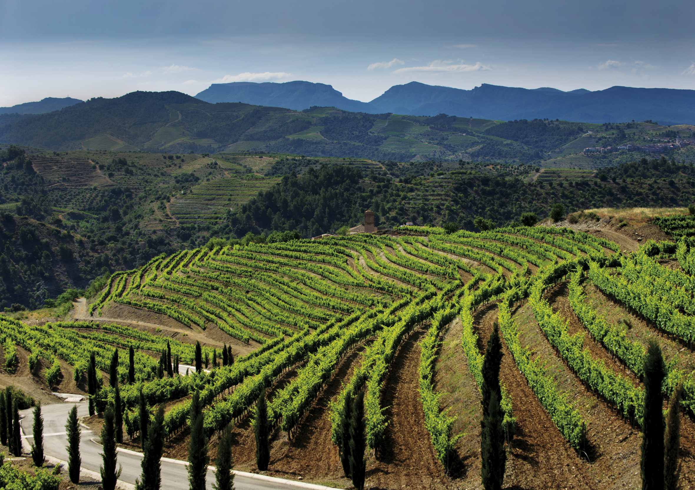 LA VID DECONSTRUIDA Viñedo de la bodega de Familia Torres en el Priorat