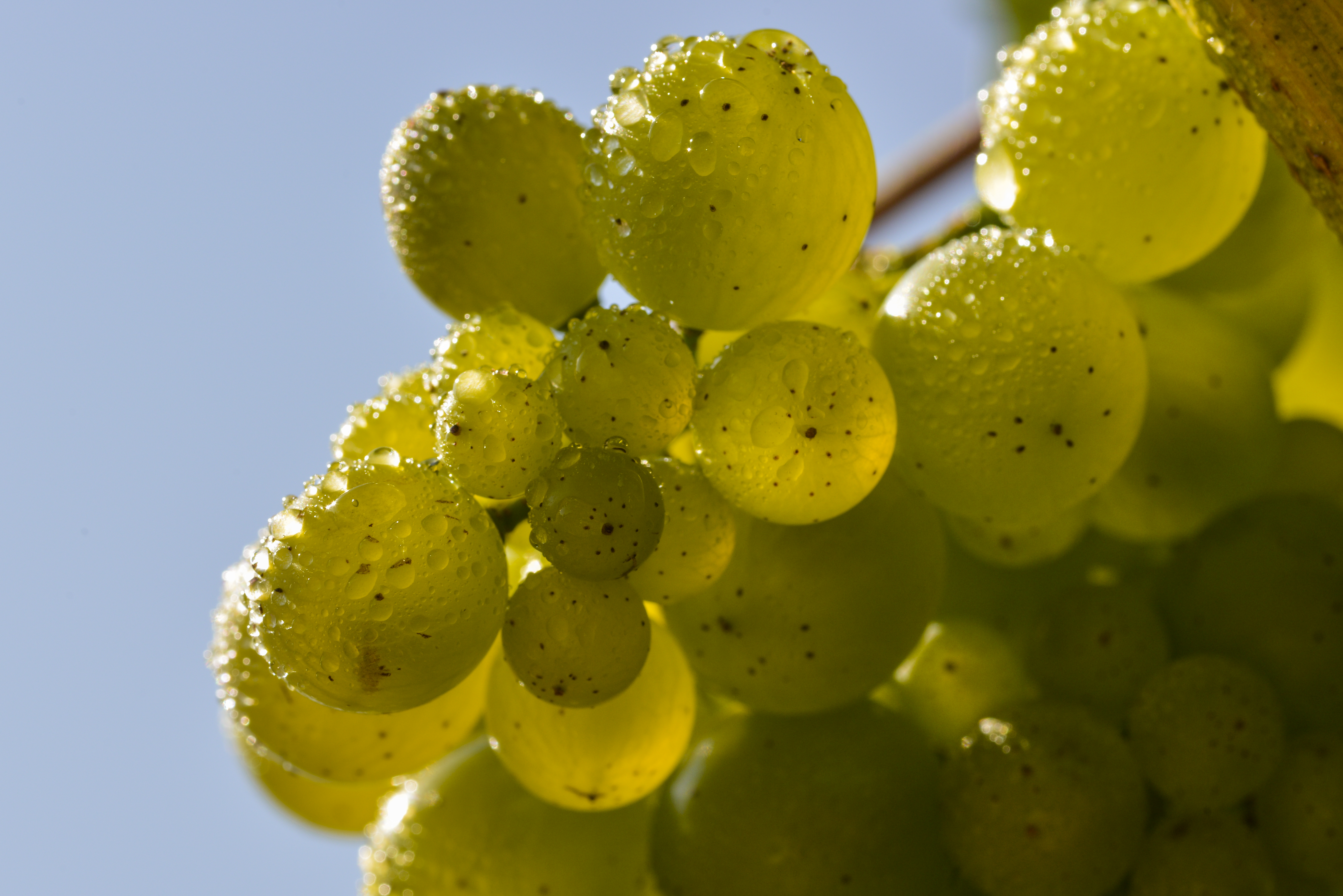 La variedad sauvingon blanc Racimos de la variedad sauvignon blanc, en el viñedo de Familia Torres