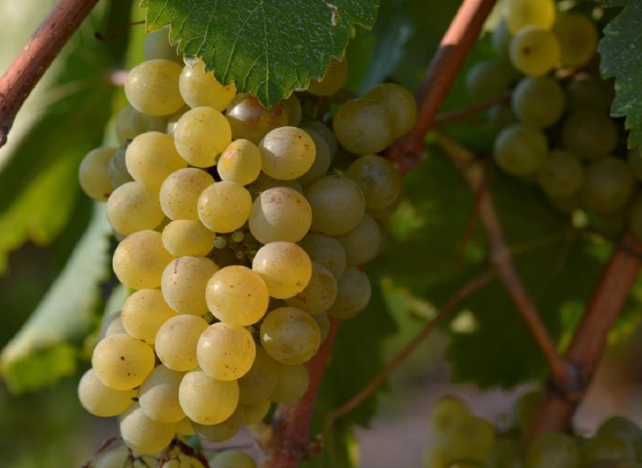 TODO SOBRE VERDEJO