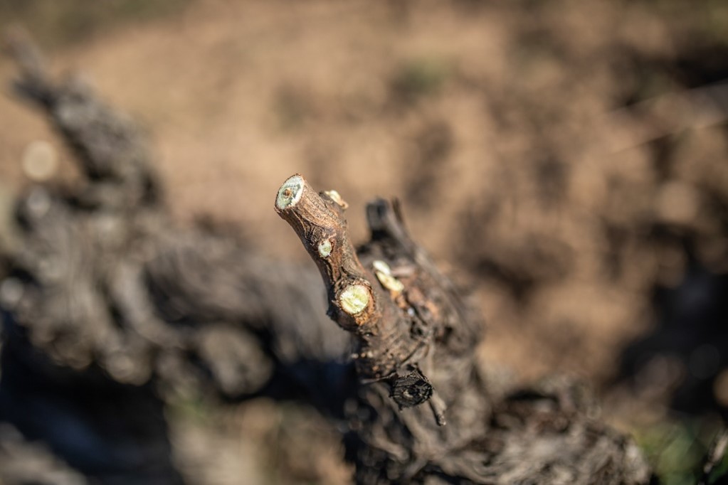 Vid tras la poda, en la finca Mas La Plana (DO Penedès), propiedad de Familia Torres. 