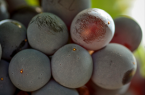 DE AQUELLOS HOLLEJOS, ESTOS VINOS