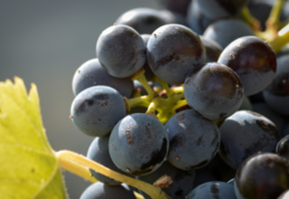 DE AQUELLOS HOLLEJOS, ESTOS VINOS
