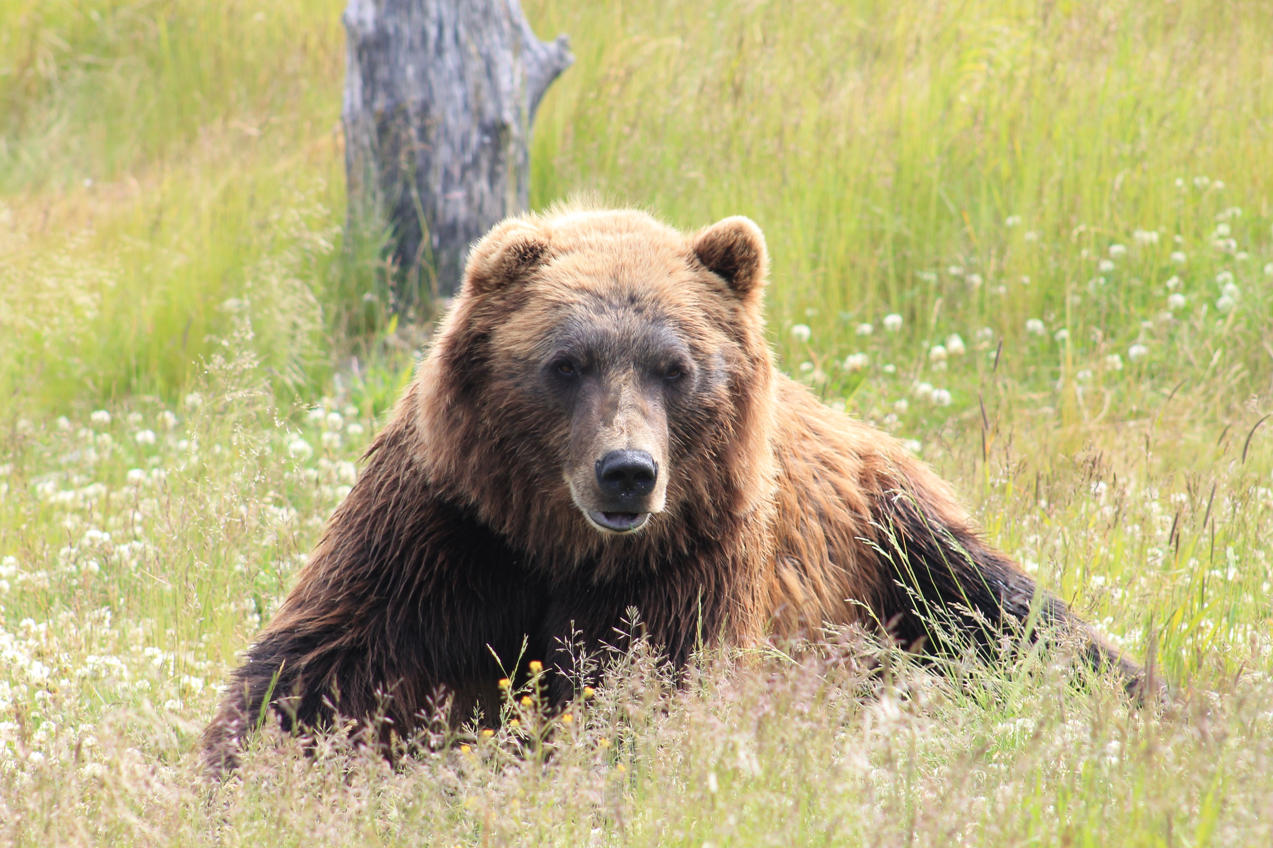 Ejemplar de grizzly en el campo 