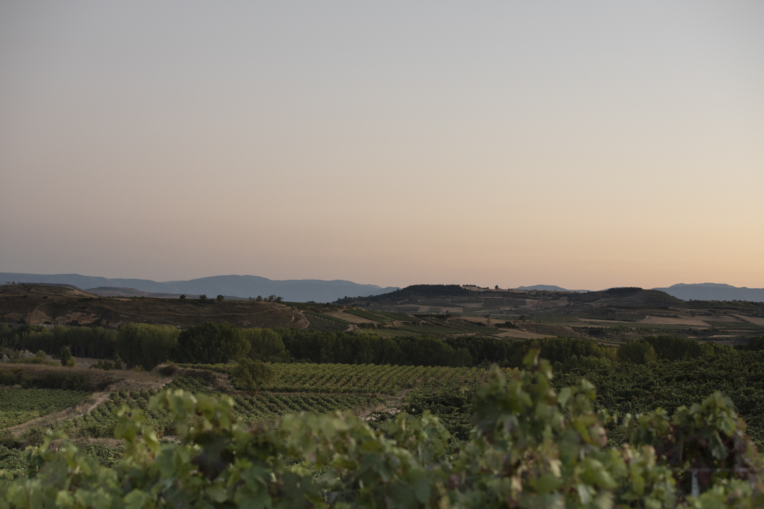 Atardecer en los viñedos de la DOCa La Rioja, propiedad de Familia Torres. 