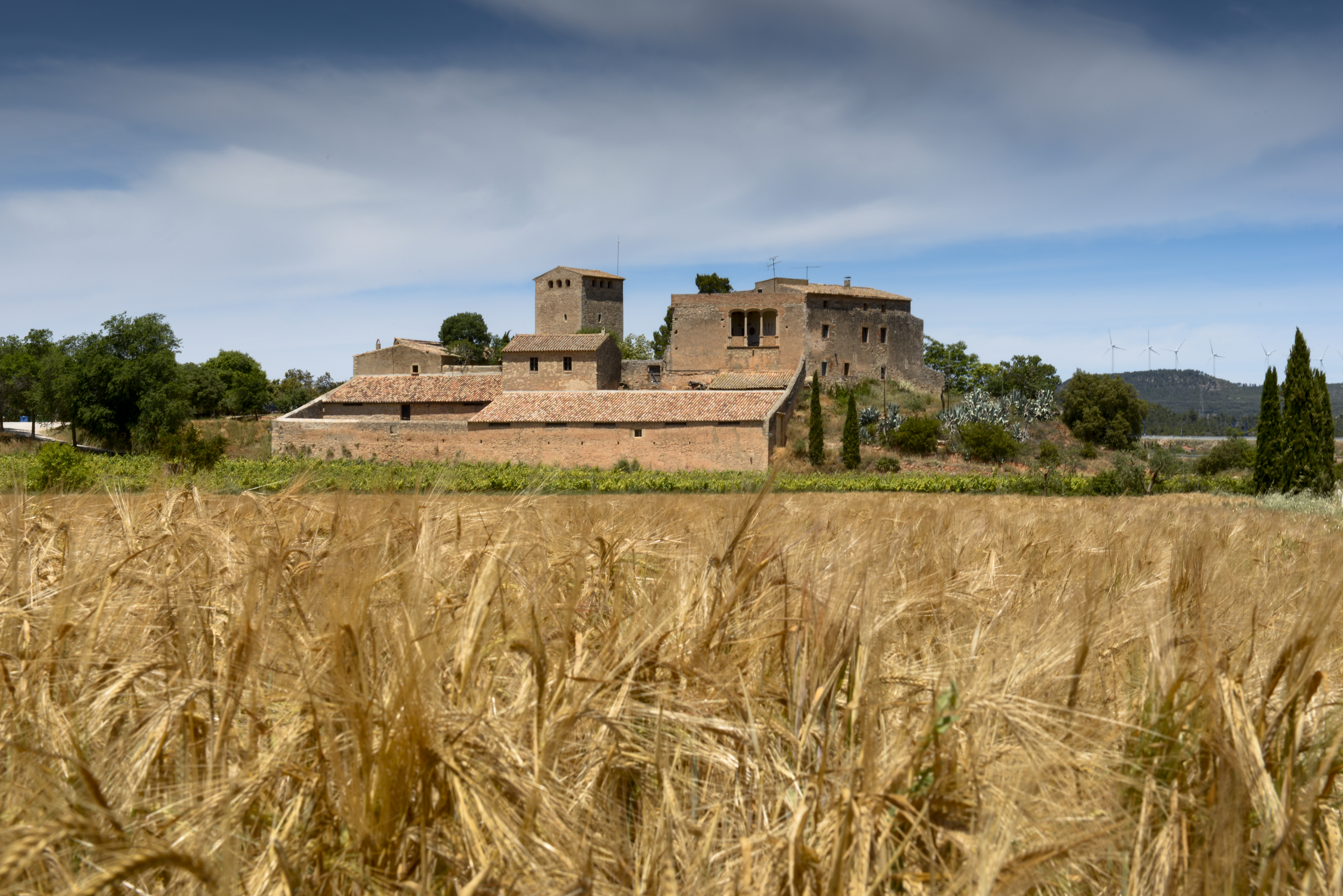 Los mares dorados que rodean a las viñas Plantación de cereal, al lado del viñedo de Milmanda (propiedad de Familia Torres).