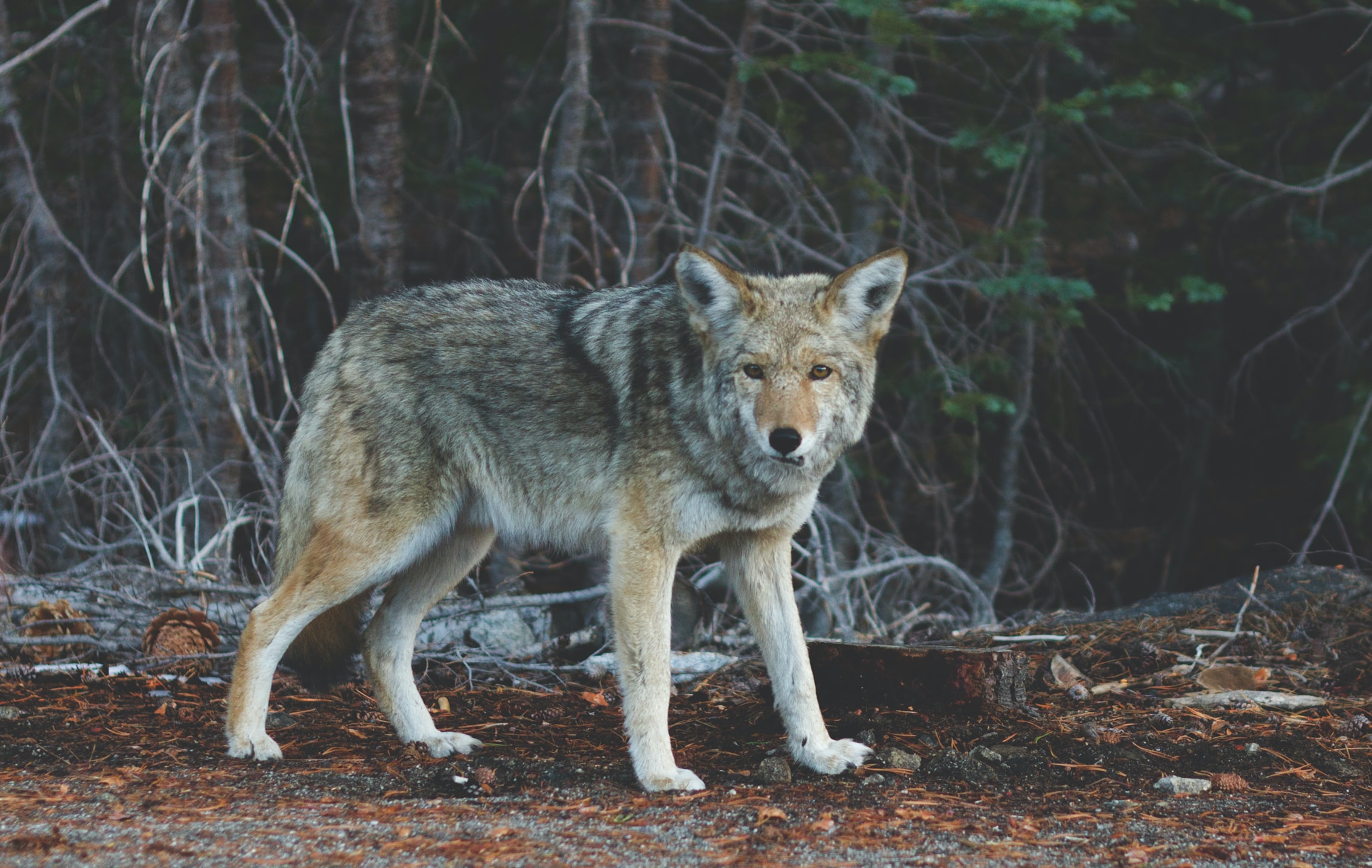 Ejemplar de lobo ibérico, en un bosque. 