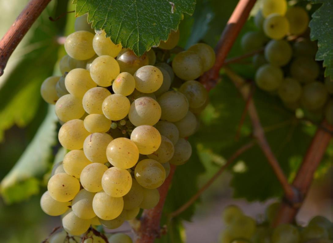 CELESTE VERDEJO 2019 Uva verdejo, en su hábitat D.O. Rueda