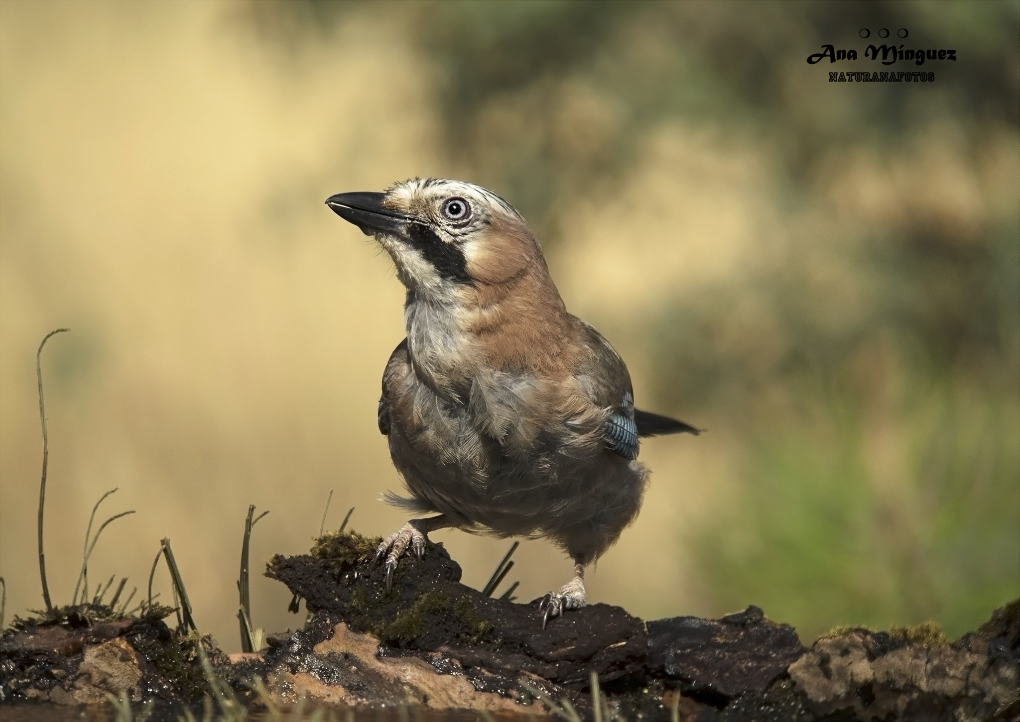 El arrendajo: el jardinero del bosque Arrendajo común, fotografiado por: Ana Mínguez