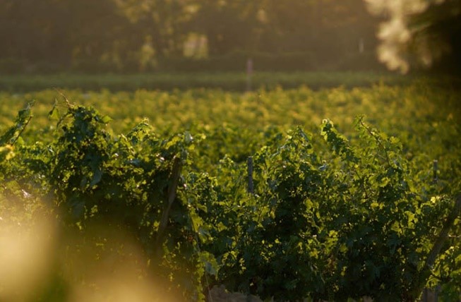 ENOTURISMO DE INVIERNO Exclusive Wine Experience