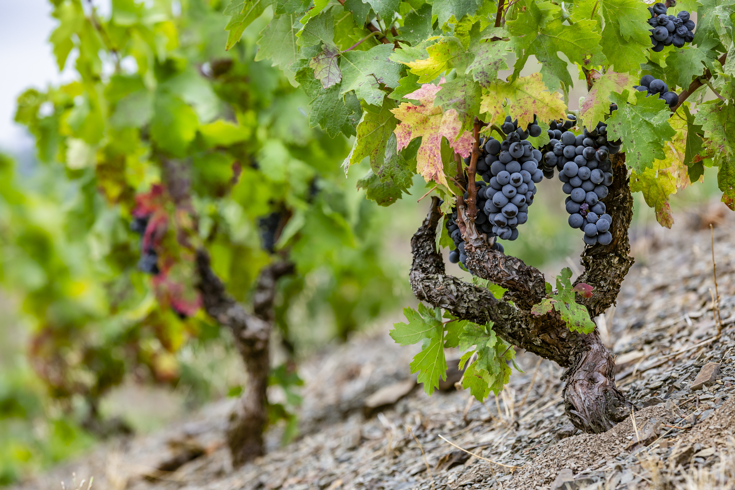 GARNACHA TINTA & CARIÑENA Cepas en la Finca Mas de la Rosa (DOQ Priorat), en la localidad de Porrera (Cataluña). Propiedad de Familia Torres.