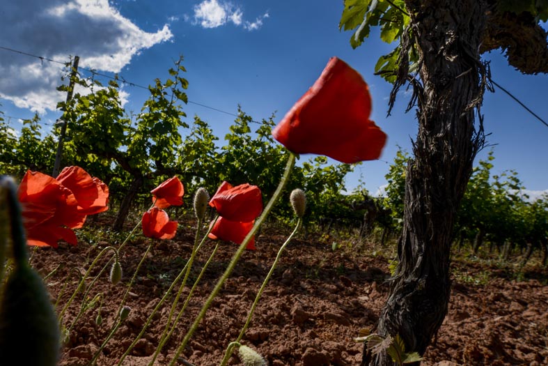 La importancia de proteger la biodiversidad Amapolas en la finca Fransola, propiedad de Familia Torres