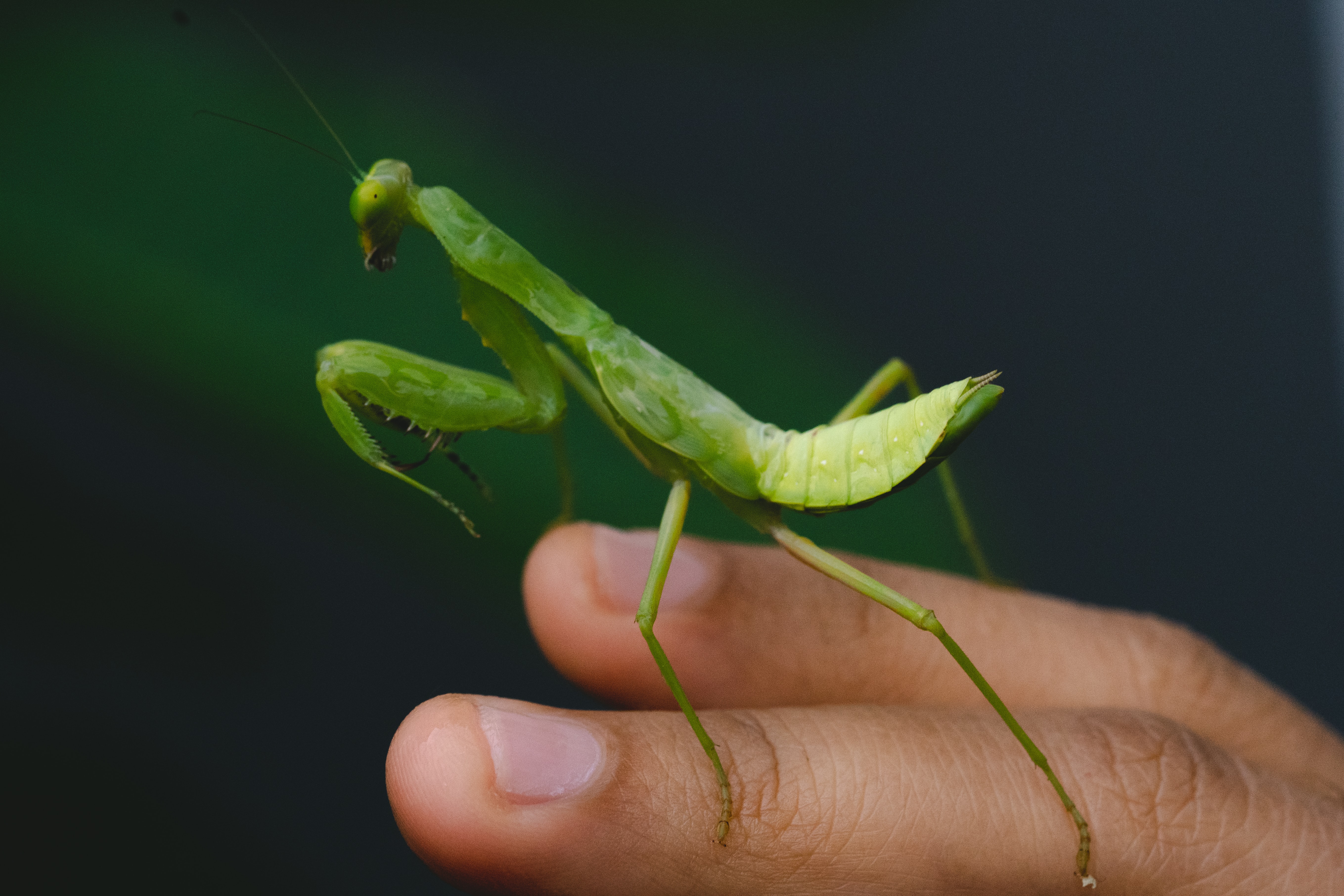 Una mantis religiosa posada sobre unos dedos. 