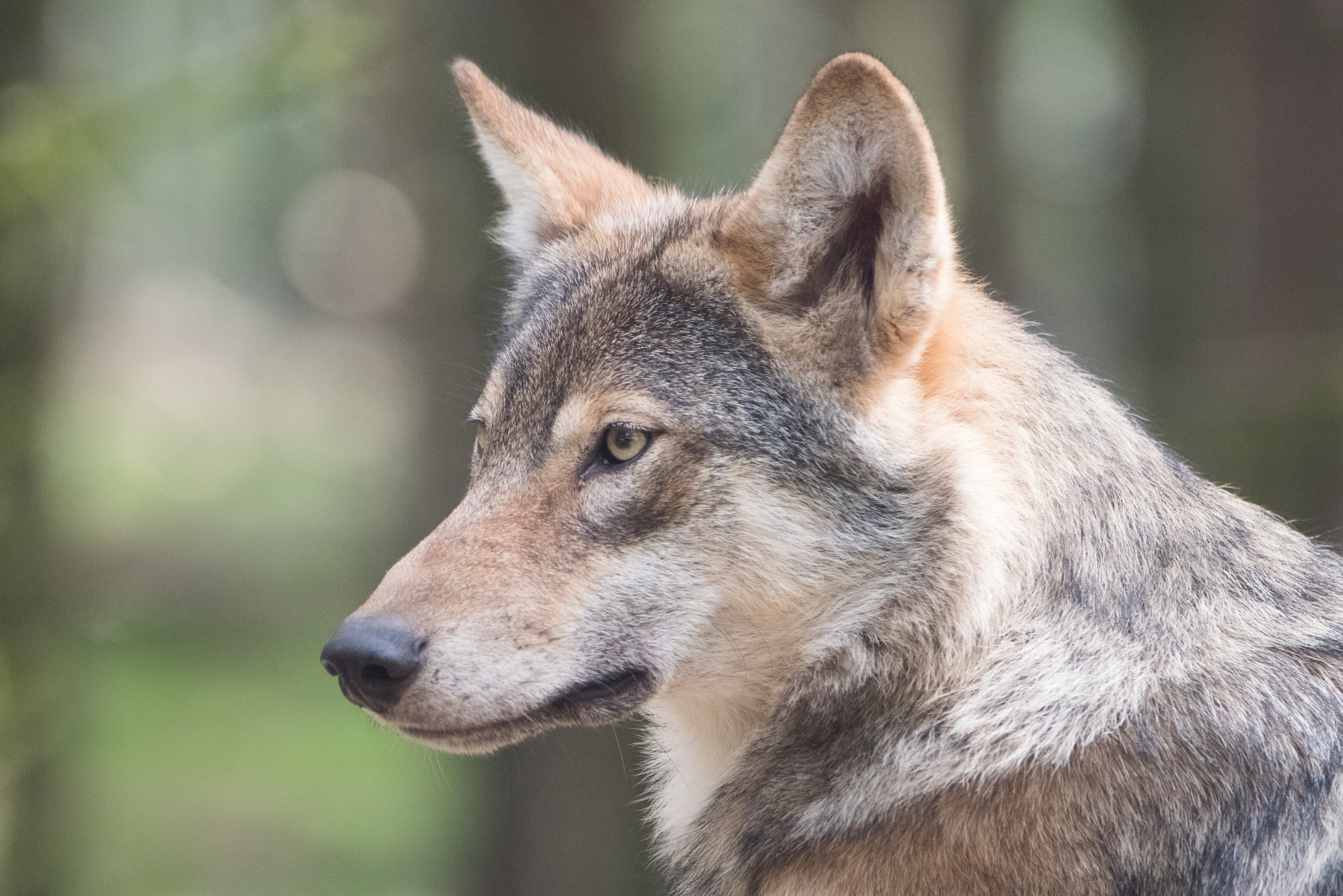 Ejemplar de lobo ibérico. 