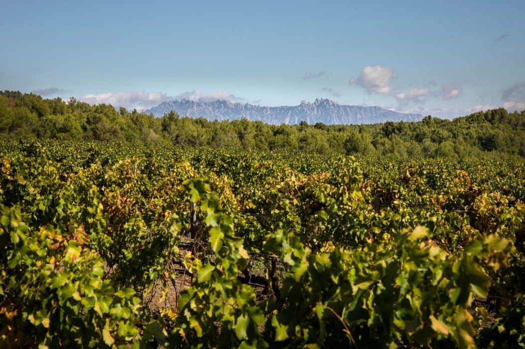 Rosa Mª Domènech Viñedo de garnacha, con las montañas de Montserrat al fondo, del que se obtiene uva para el vino Vinyarets (DO Penedès).
