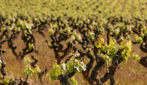 Viñedos y Bodegas