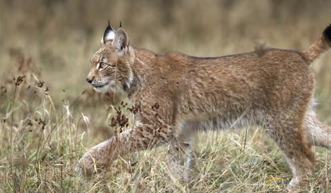 Ejemplar de lince ibérico en el campo