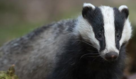 Badgers, the Masked Denizens of the Mediterranean Forest | Familia Torres Badgers, the Masked Denizens of the Mediterranean Forest | Familia Torres
