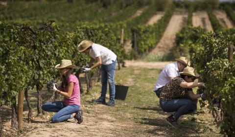 TRES EXPERIENCIAS PARA VIVIR LA VENDIMIA EN EL PENEDÈS