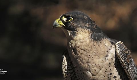 Halcón peregrino