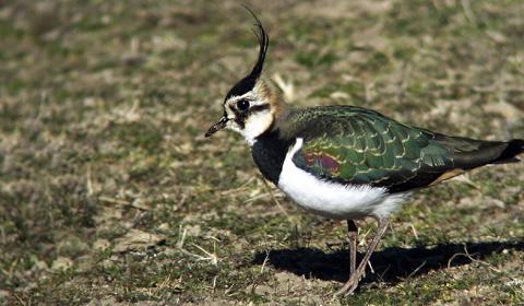 Lapwings, The Heralds of Winter | Familia Torres Lapwings, The Heralds of Winter | Familia Torres
