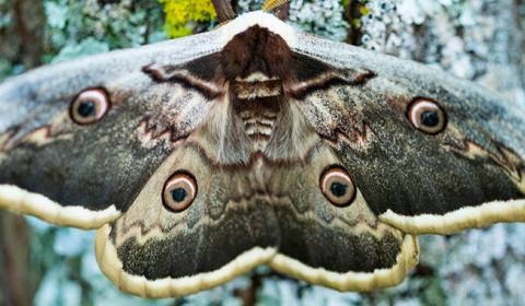 Polilla