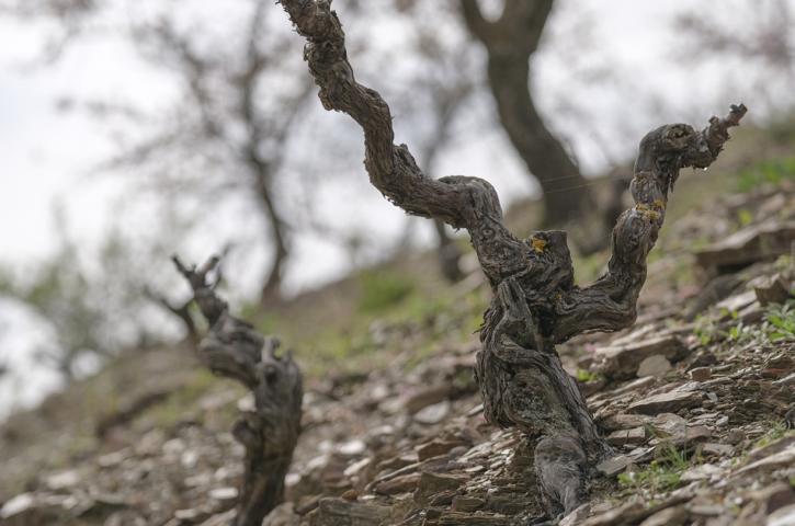 secret del priorat