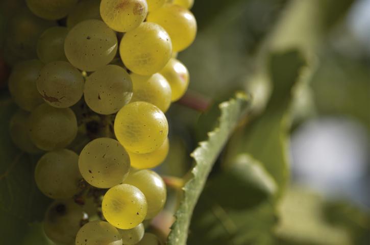 Uvas Chardonnay