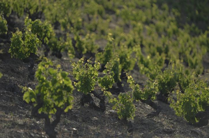 Viñedos. Denominación de origen