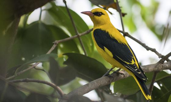 Oropendola