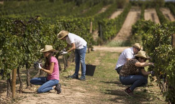 TRES EXPERIENCIAS PARA VIVIR LA VENDIMIA EN EL PENEDÈS