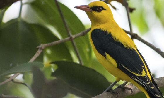 Oropéndola: la flautista del bosque
