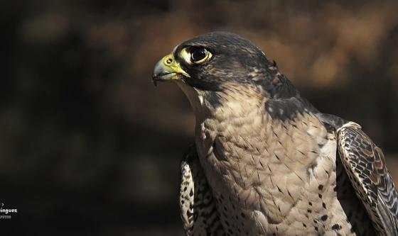 Halcón peregrino