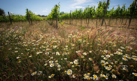 viñedo viticultura regenerativa
