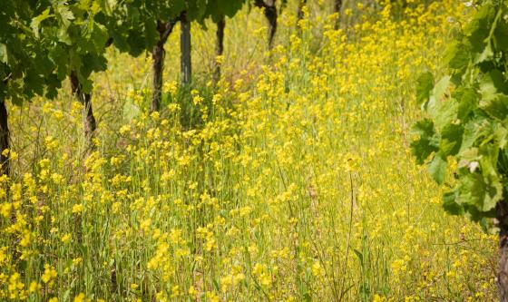 Viñedo viticultura regenerativa
