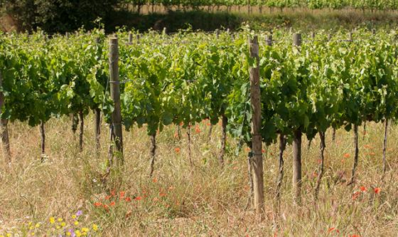 cultivar la tierra